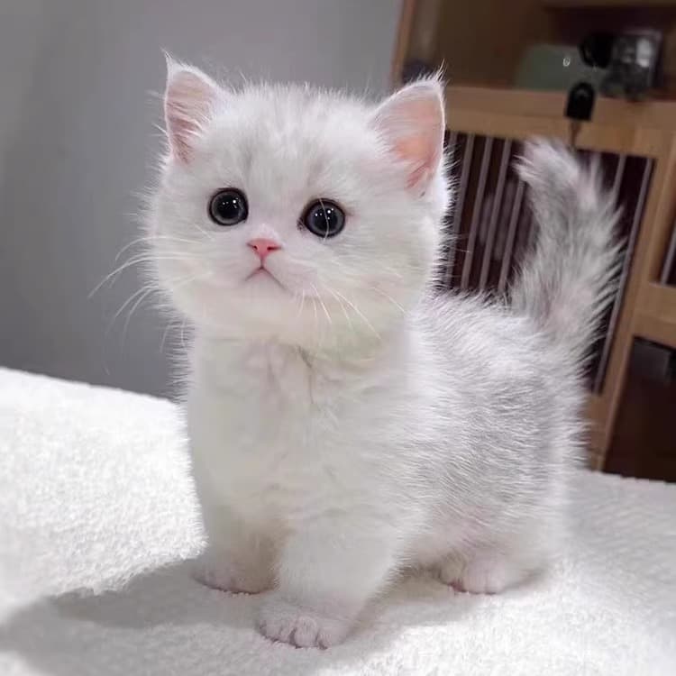 British Shorthair Silver Chinchilla Kitten Live Short Leg Silver Point Chinchilla Cat Pet Cute Little Kitten