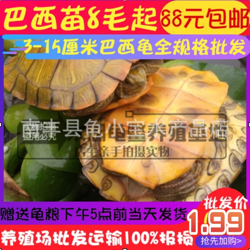 Outdoor Pond Size Red-Eared Slider Turtles, Live Pet Turtle Hatchlings, Fortune Turtles, Colorful Slider Turtles, Small Softshell Turtle Hatchlings, Turtle Eggs