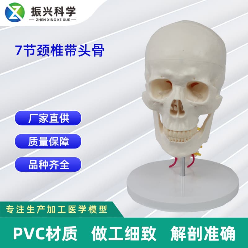7 Cervical Vertebrae with Skull Model Human Skull Model Orthopedic Teaching Aid