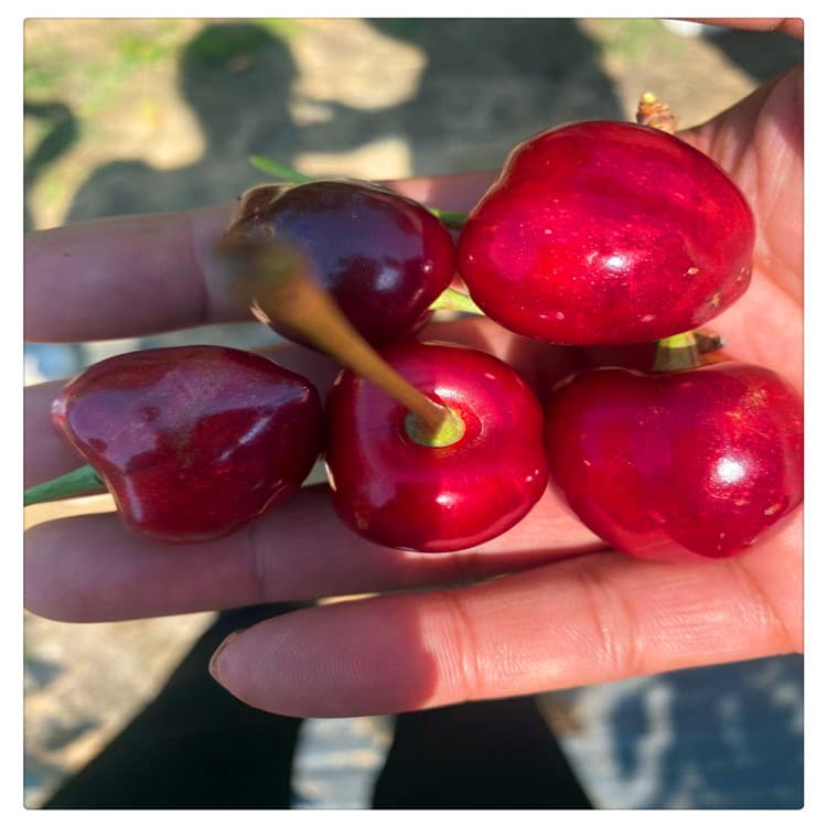 RunJing Agriculture Large Cherry Fruit High Hardness High Yield Sweet Flavor Frisco Cherry Sapling