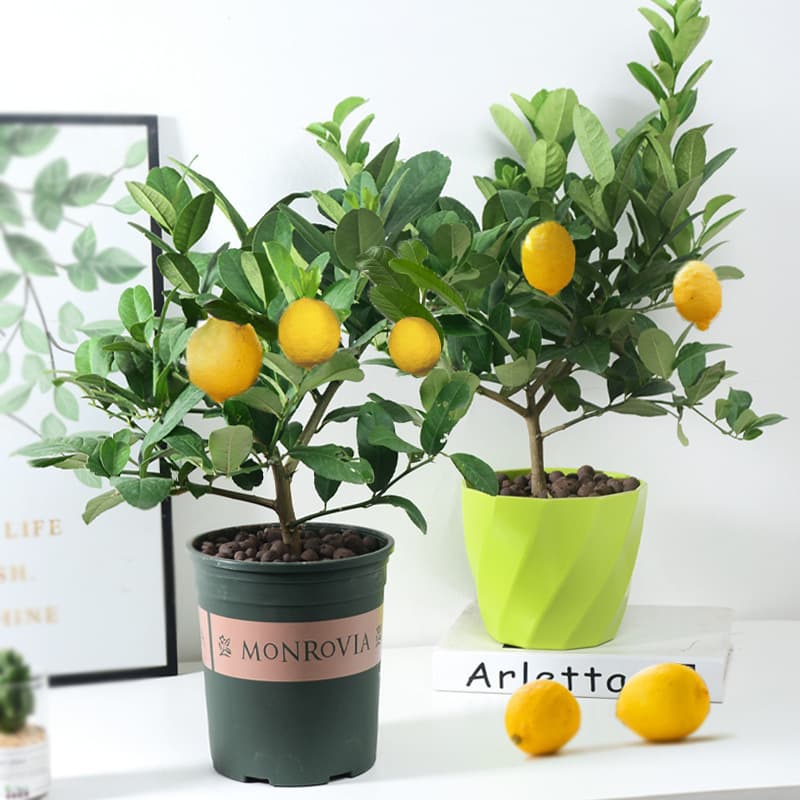 Lemon Tree Seedling with Fruit, Lemon Seedling, Green Potted Plant, Indoor Balcony Courtyard Plant, Bears Fruit Year-Round, Fragrant Lemon Tree