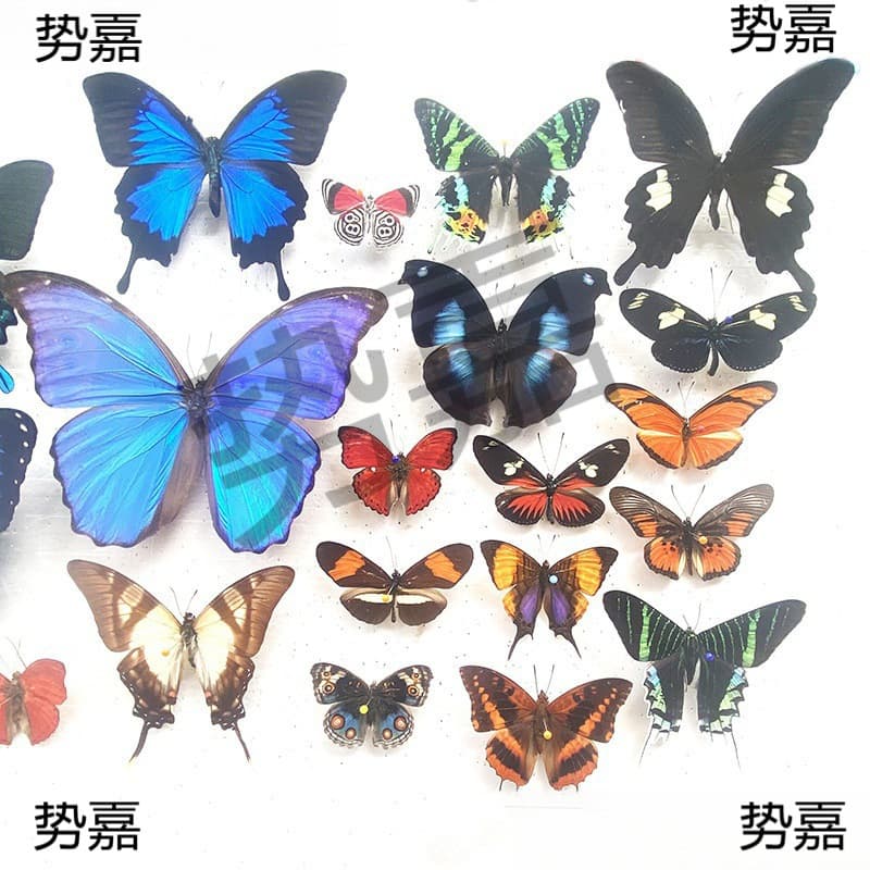 Real butterflies spread their wings, various primitive butterflies, miscellaneous butterflies, green-banded emerald swallowtails, elegant gray butterflies, insects and beetles for kindergarten teaching
