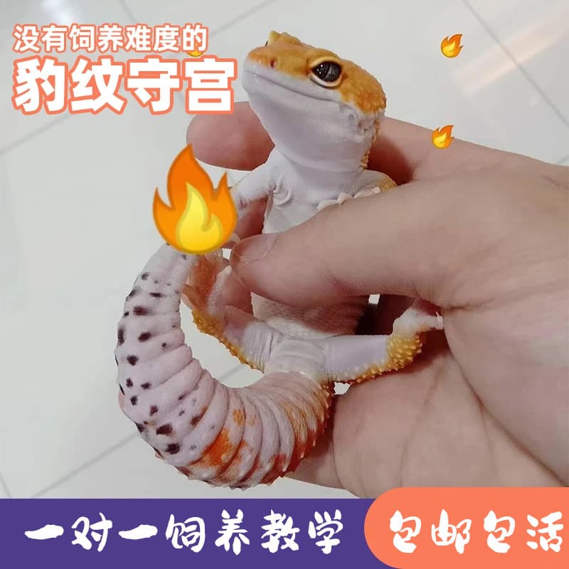 Leopard Gecko Pet Carrot Reptile Pet Live Animal Lizard Pet Charmander Juvenile Beginner Reptile Pet Live Animal