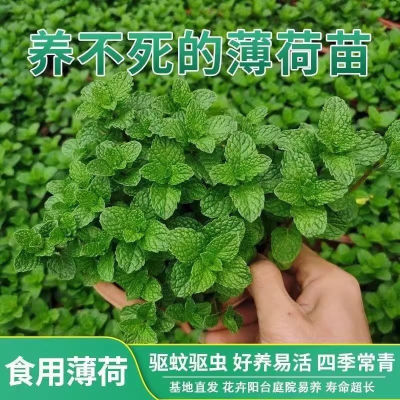 Fresh Edible Peppermint Potted Plant, Lemon Mint Leaves for Living Room Indoor Greenery, Mosquito Repellent, Easy to Grow Hydroponic Plant