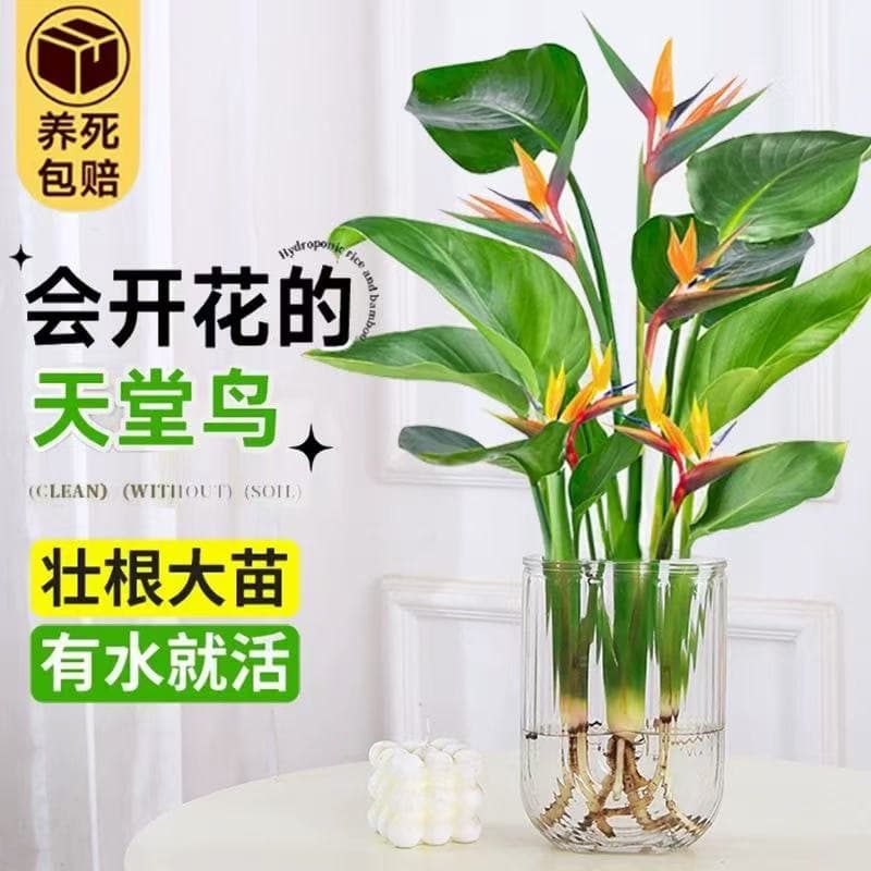Hydroponic Bird of Paradise Potted Plant Indoor Living Room Greenery Desktop Strelitzia Easy to Care for All Seasons Absorbs Formaldehyde