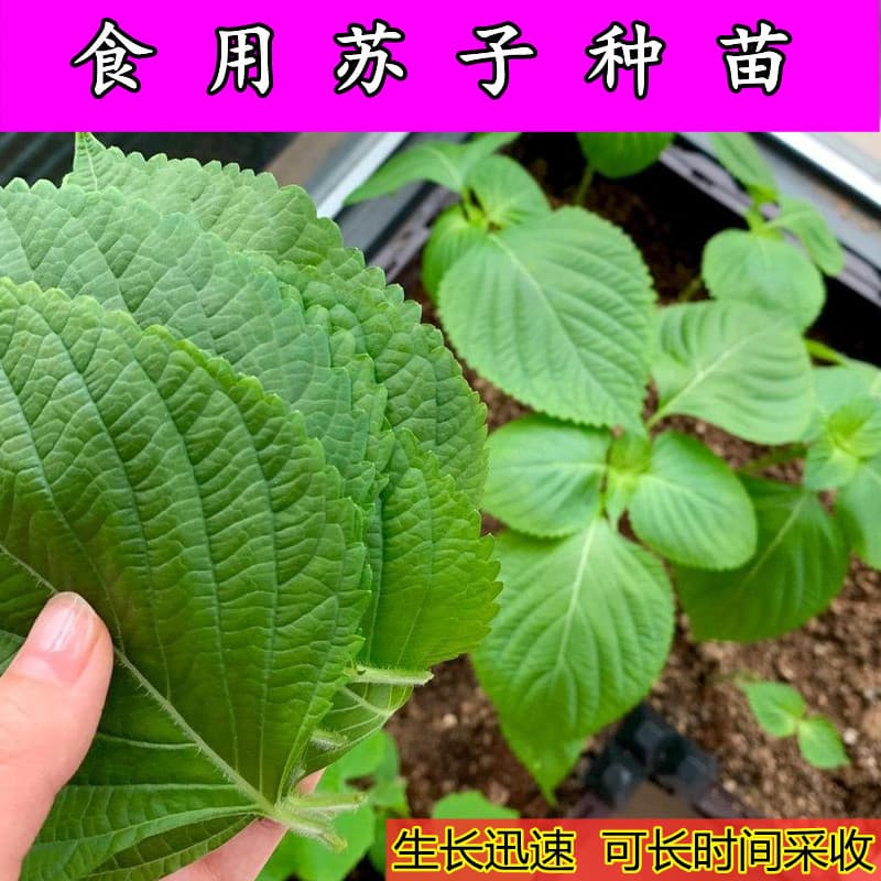 Perilla Seeds, Green Perilla Seeds, Edible Perilla Leaves, Fresh Large Leaves, Balcony Potted Plants, Spring and Four-Season Vegetable Seeds