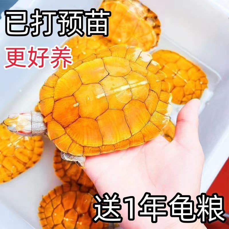 Pet Ornamental Golden Couple Fortune Turtle Small Turtle Live Turtle Brazilian Turtle Golden See Details