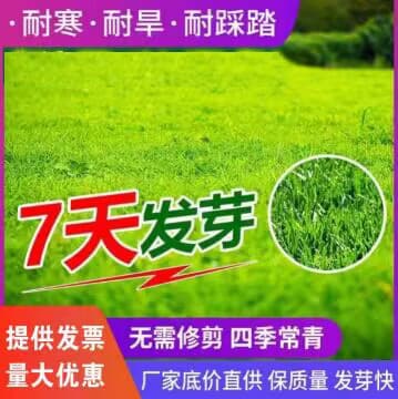 Lawn Grass Seeds for Slope Protection, Evergreen Mix Including Tall Fescue, Bermuda Grass, Ryegrass, and White Clover