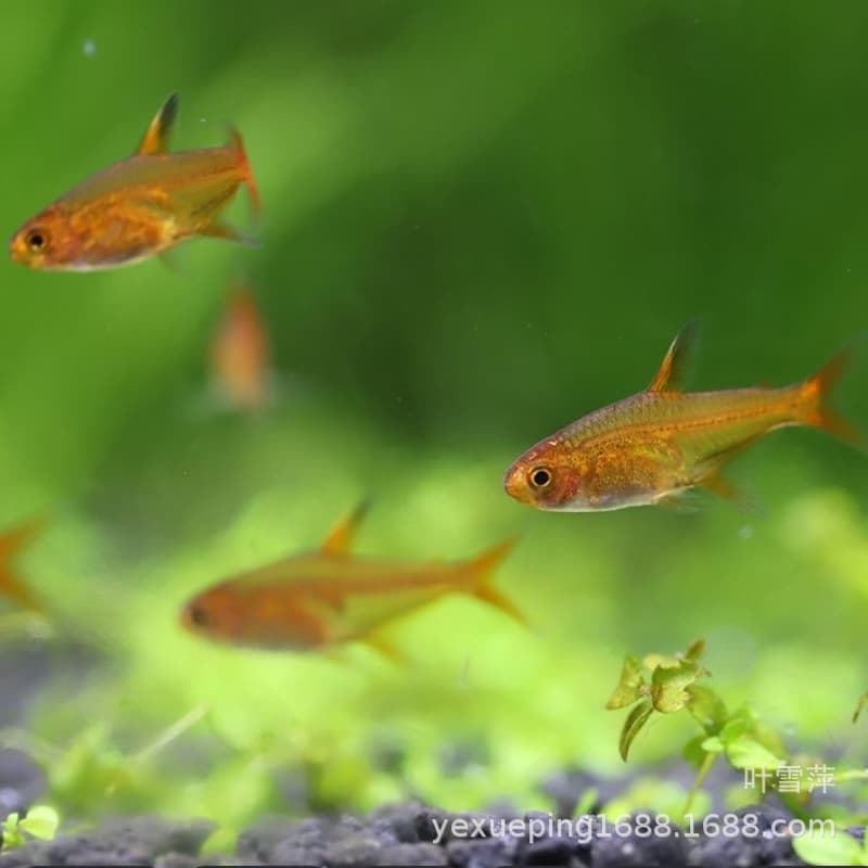 Fire-breathing lantern fish live tropical fish ornamental fish wholesale small lantern fish freshwater group swimming grass tank fish fishery direct sales