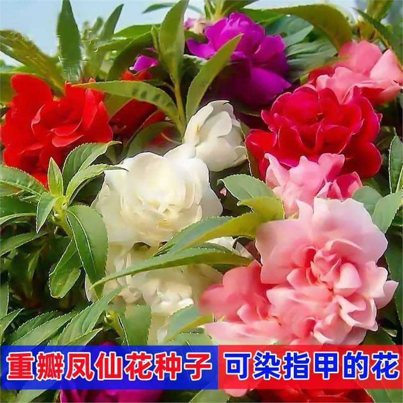 Double-flowered impatiens seeds, mixed-color henna, Keran nail flower, small impatiens, multi-color potted seeds for four seasons