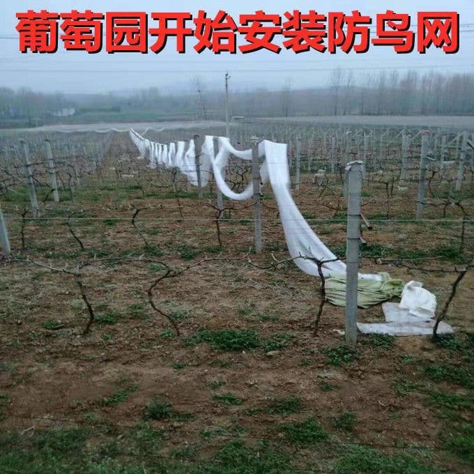 Agricultural Reinforced Fishing Line Material Bird Net for Fruit Trees, Grapes, Cherries, Bird Deterrent for Fish, Shrimp, Crab Ponds, Rice Fields