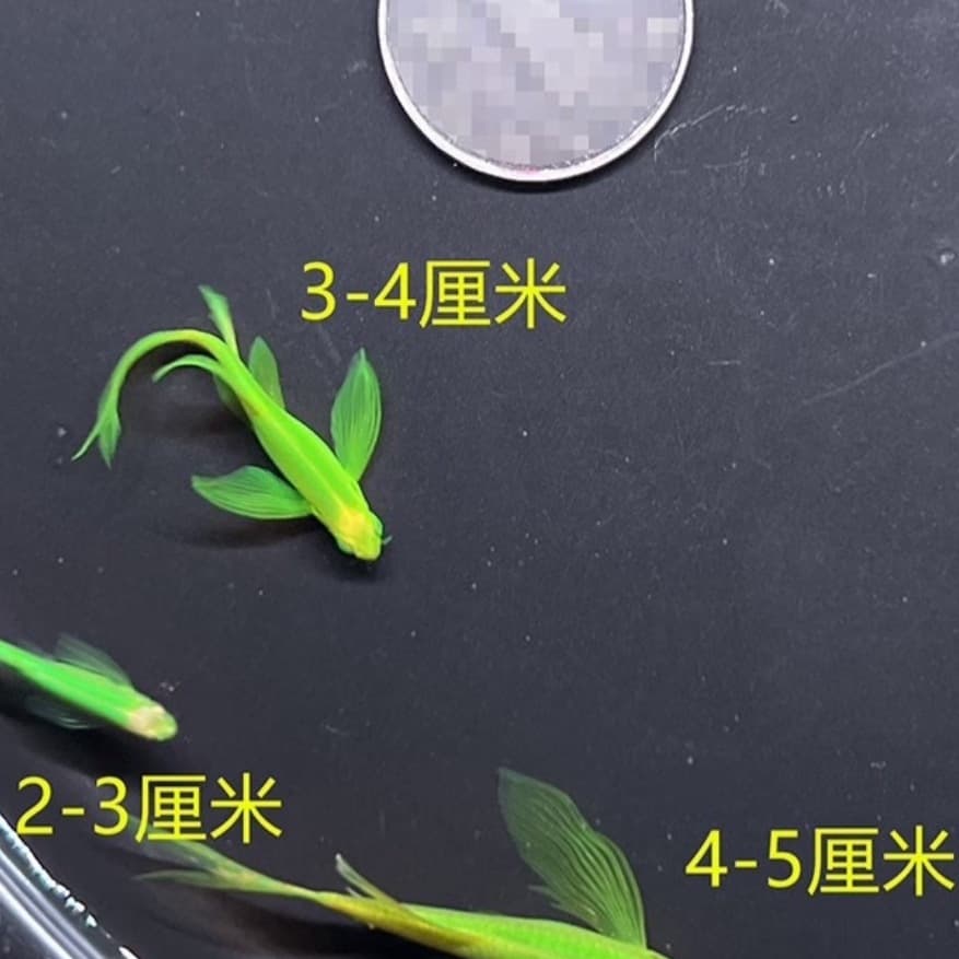 Butterfly Wing Green Emerald Zebrafish Long Tail Long Fin Ornamental Fluorescent Cold Water Fish Small Tropical Fish Live Ornamental Fish
