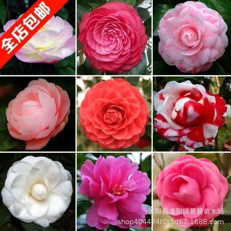Camellia Seeds Flower Seeds for Garden Balcony Potted Ground Planting Red Camellia Seeds Easy to Grow All Seasons