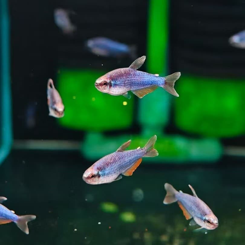 Shanghai Tropical Fish Wholesale, South American Ornamental Fish, Tetra Fish, Super Blue King Tetra, Super Blue Kerry Tetra