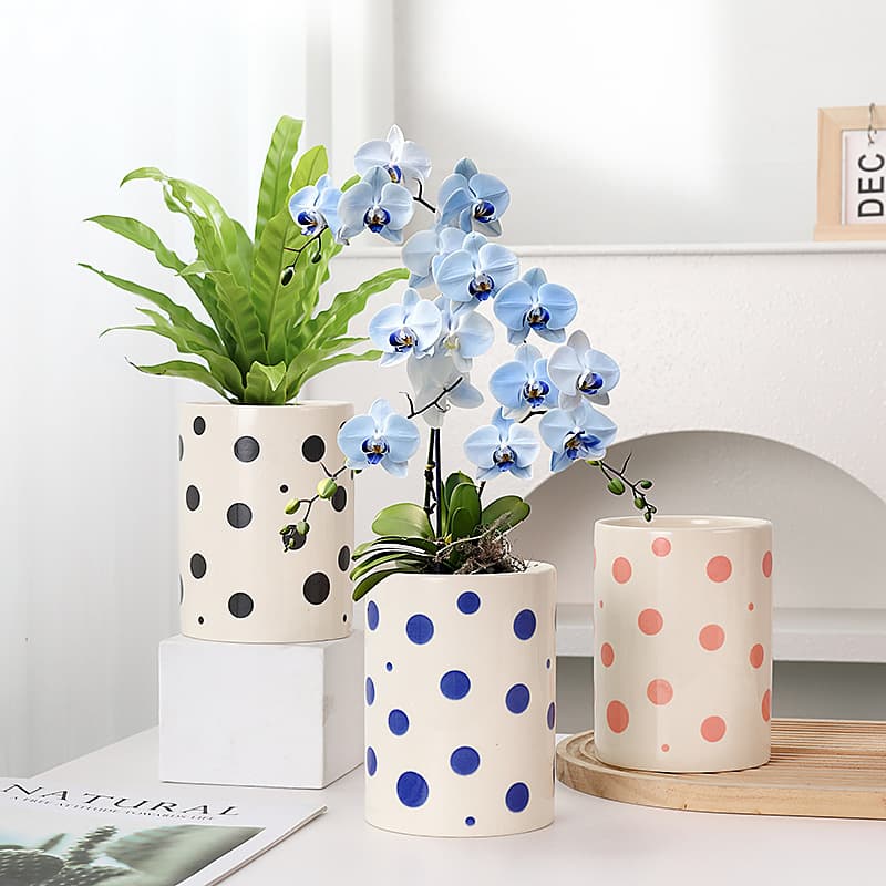 Cracked Blue and White Ceramic Flower Pot for Phalaenopsis, Ins Style Fresh Mediterranean National Style Cute Colorful Polka Dot Green Plant