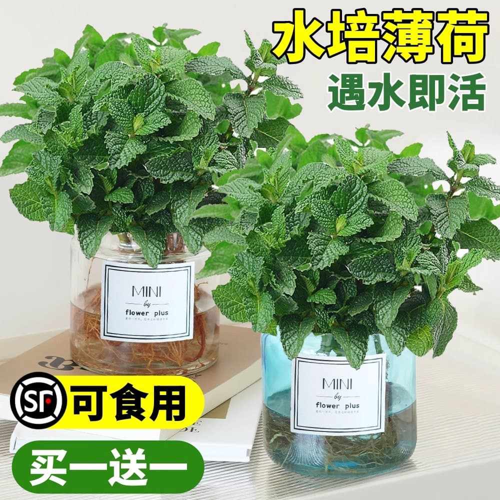 Mint Hydroponic Plant Indoor Potted Lemon Mint Leaf Edible Rosemary Mosquito Repellent Aquatic Green Plant