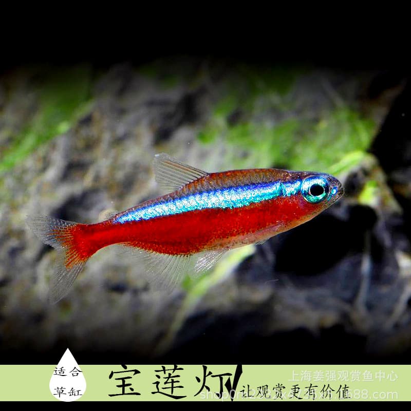 Neon Tetra, Cardinal Tetra, Small Lamp Tank, Planted Tank, Schooling Fish, Freshwater Tropical Ornamental Fish, Zebra Danio Wholesale
