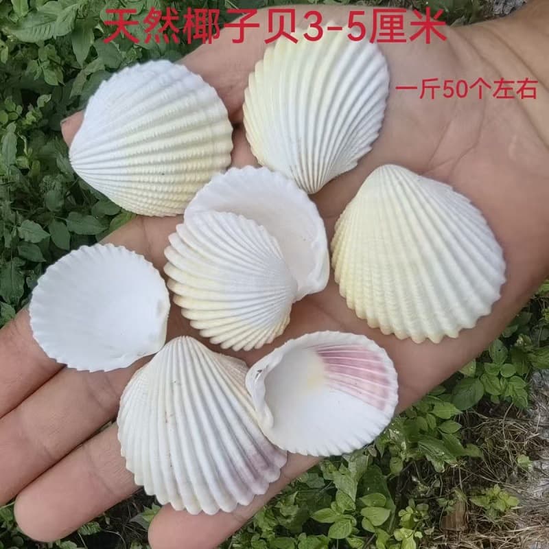 Natural Seashells, Conch, and Starfish Aquarium Decor Micro Landscape Accessories DIY Craft Shell Materials