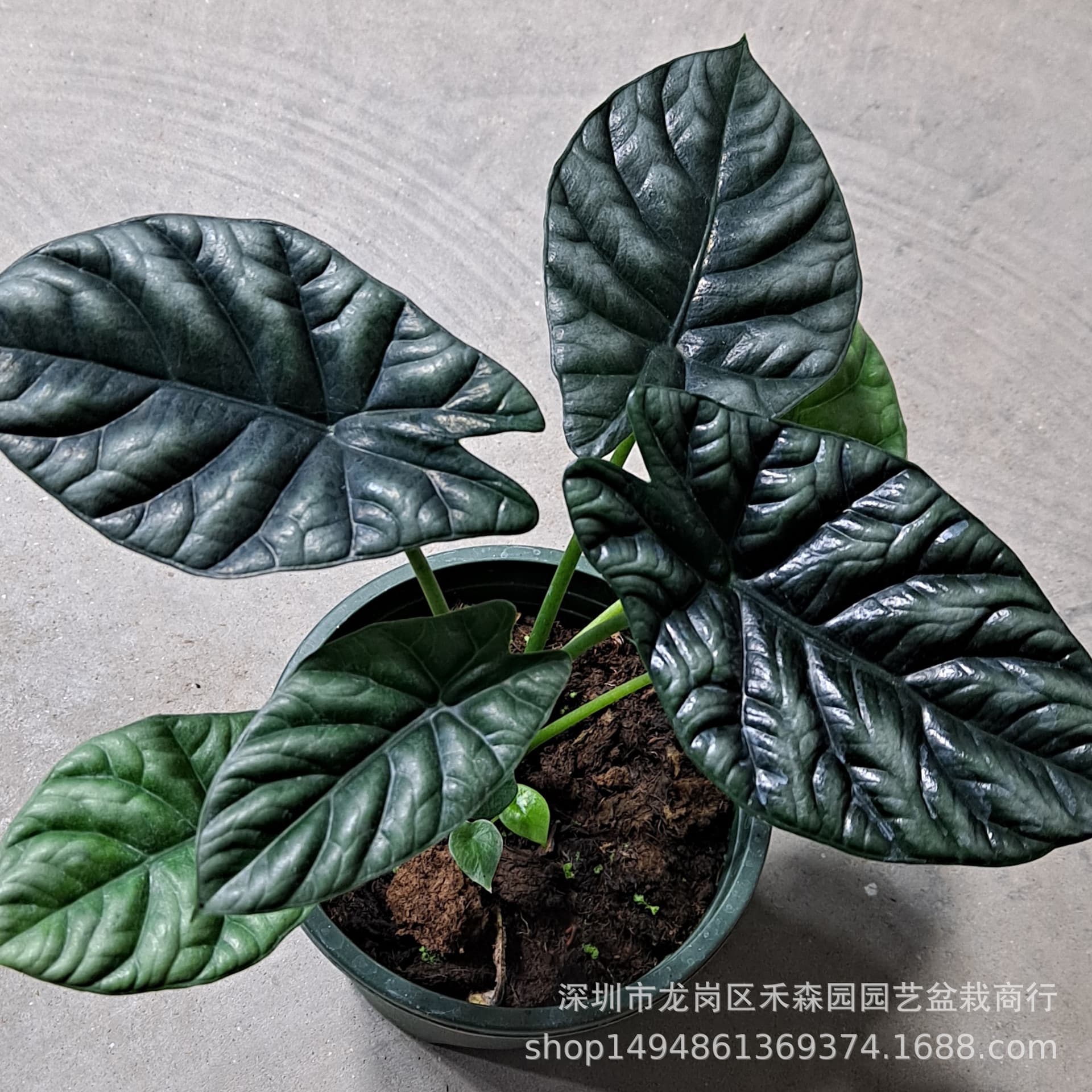Magic Mirror Alocasia Rippled Alocasia Rare Nordic Ins Internet Celebrity Green Plant Potted Plant Base Wholesale Direct Supply