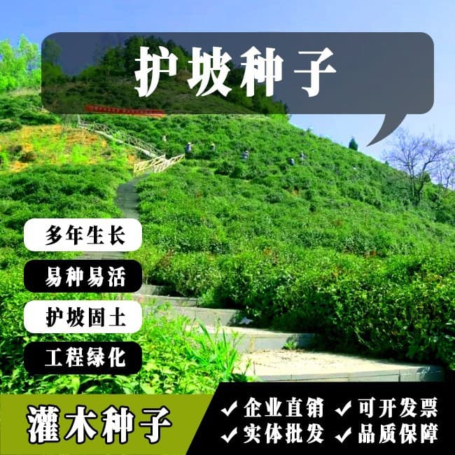 Purple-Fruited Locust, Acacia, Multi-Flowered Magnolia, Huzhizi, Kudzu, Grass Seeds for Reforestation of Mountains, Slope Protection, Soil Stabilization, Grass Seeds, Shrub Seeds