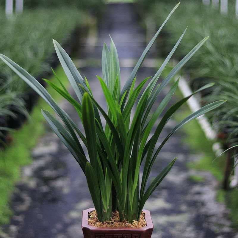 Bursting Pot, New Store Opening, New Mo Lan Variety, Fragrant Blooms, Year-Round Flowering, Super Easy Care, Wholesale and Drop Shipping Available