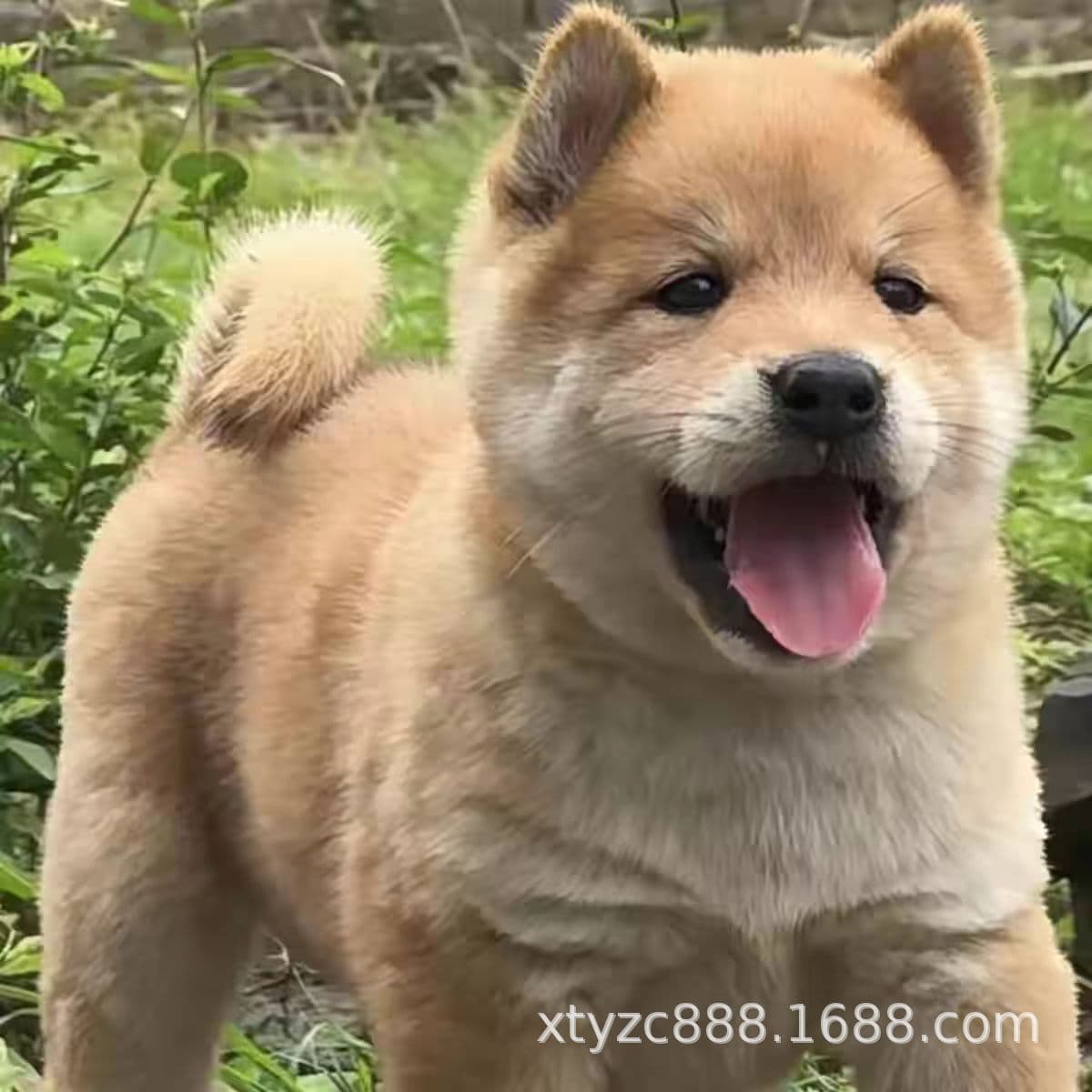 Wholesale Live Yellow Dog with White Face Chinese Rural Puppy Farm Watchdog Guangxi Purebred Rural Dog
