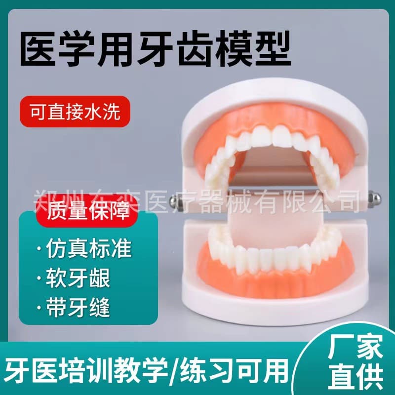 Dental Model Oral Model Kindergarten Dental Teaching Model Small Teeth Model Wholesale Oral Materials