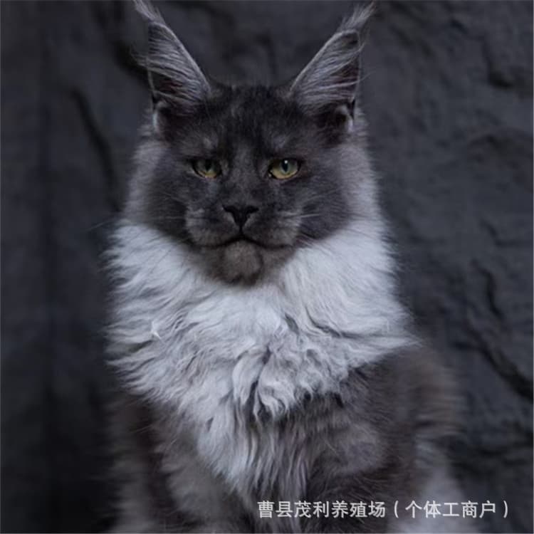 Large Paw Smoke Blue Tortoiseshell Maine Coon Kitten Live, Pure White Maine Coon, Cameo Light Silver Tabby Maine Coon Cat Live