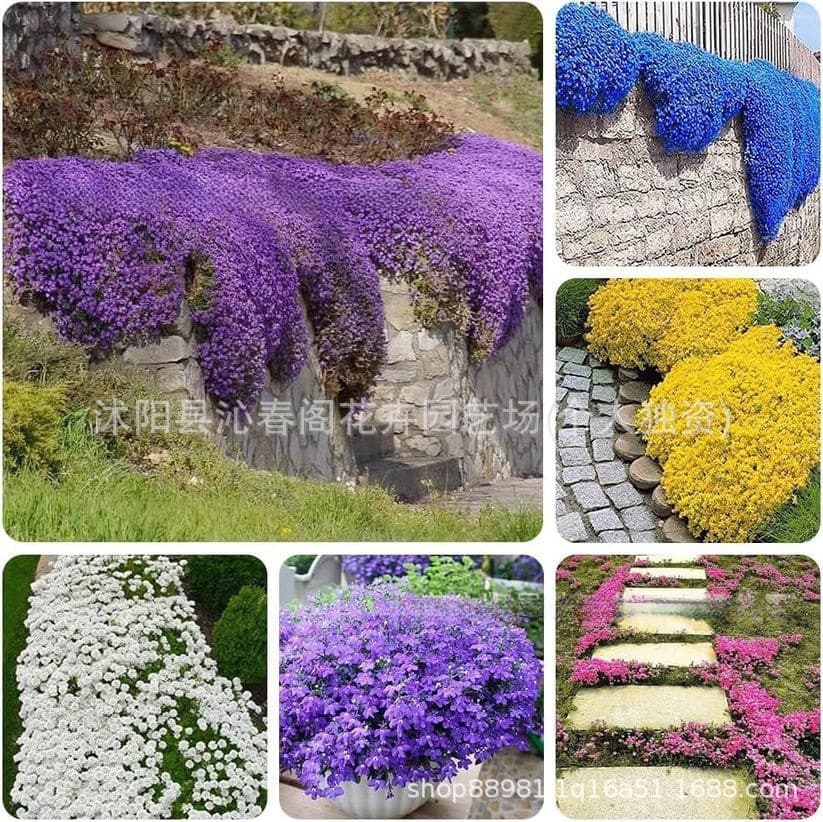 Purple creeping thyme seeds, cross-border e-commerce, drought-resistant spices, herbs, garden/balcony hardy potted plants.