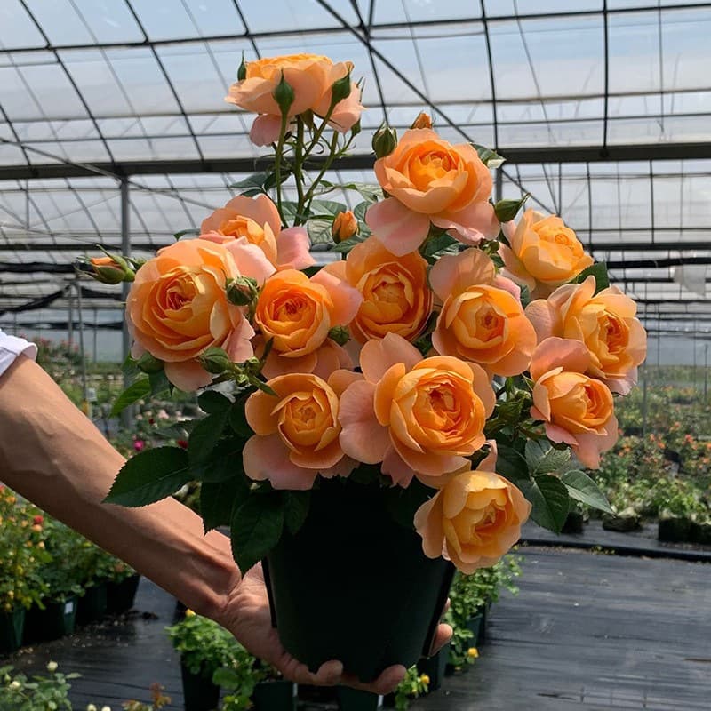 Juice Balcony Rose Seedlings Bloom All Seasons, Easy-to-Grow Flowering Green Plants, Large Flowers, Roses for Indoor Balcony Potted Plants
