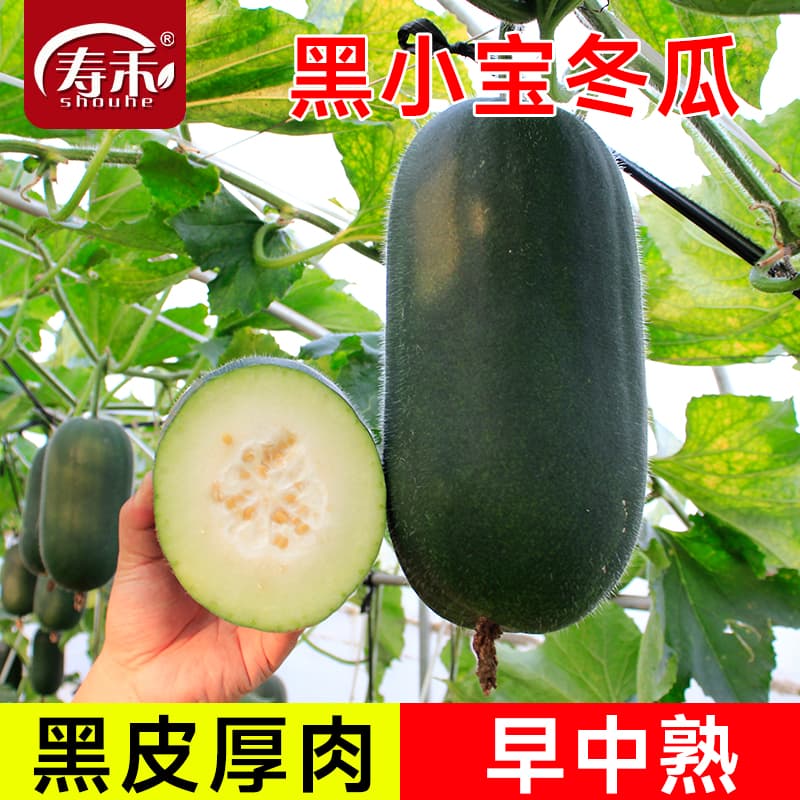 Factory wholesale high-yield wax gourd seeds, giant black-skinned wax gourd seeds, powdered wax gourd seeds, four-season vegetable seeds