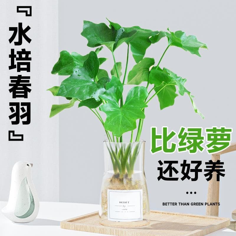 Spring Feather Hydroponic Green Plant Spring Rain Potted Seedling Office Indoor Desktop Water Cultivation Flower Little Angel Easy to Care for All Seasons