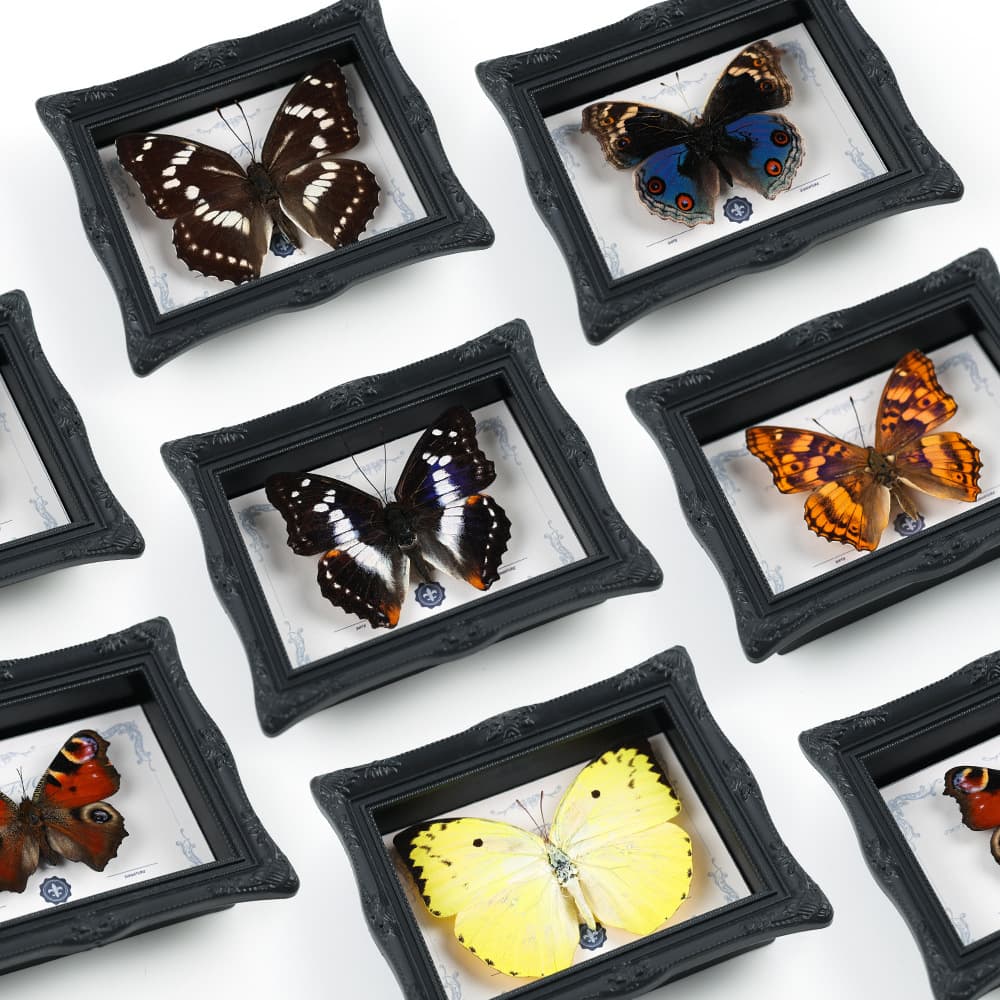 Natural Real Insect Butterfly Specimen Finished Photo Frame Fridge Magnet Home Small Ornament Gift for Friends, Besties Birthday
