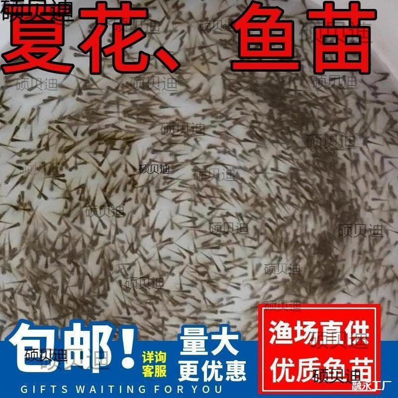 Fish fry wholesale: crucian carp, mandarin fish, bighead carp, silver carp, black carp, common carp, Wuchang fish, topmouth culter, other