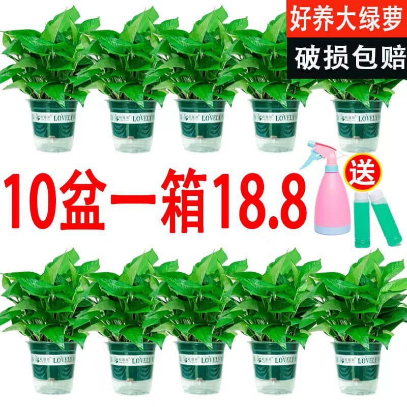 Bulk Wholesale Hydroponic Pothos Potted Plant Indoor Easy Care Green Pothos Plant 180 Pothos 110 Large and Small Leaves