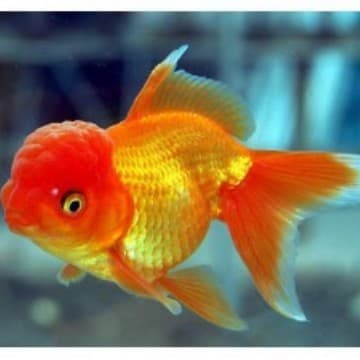 4-6 cm live goldfish, park fishing, park fishing, small goldfish, goldfish fry, ornamental fish, cold water