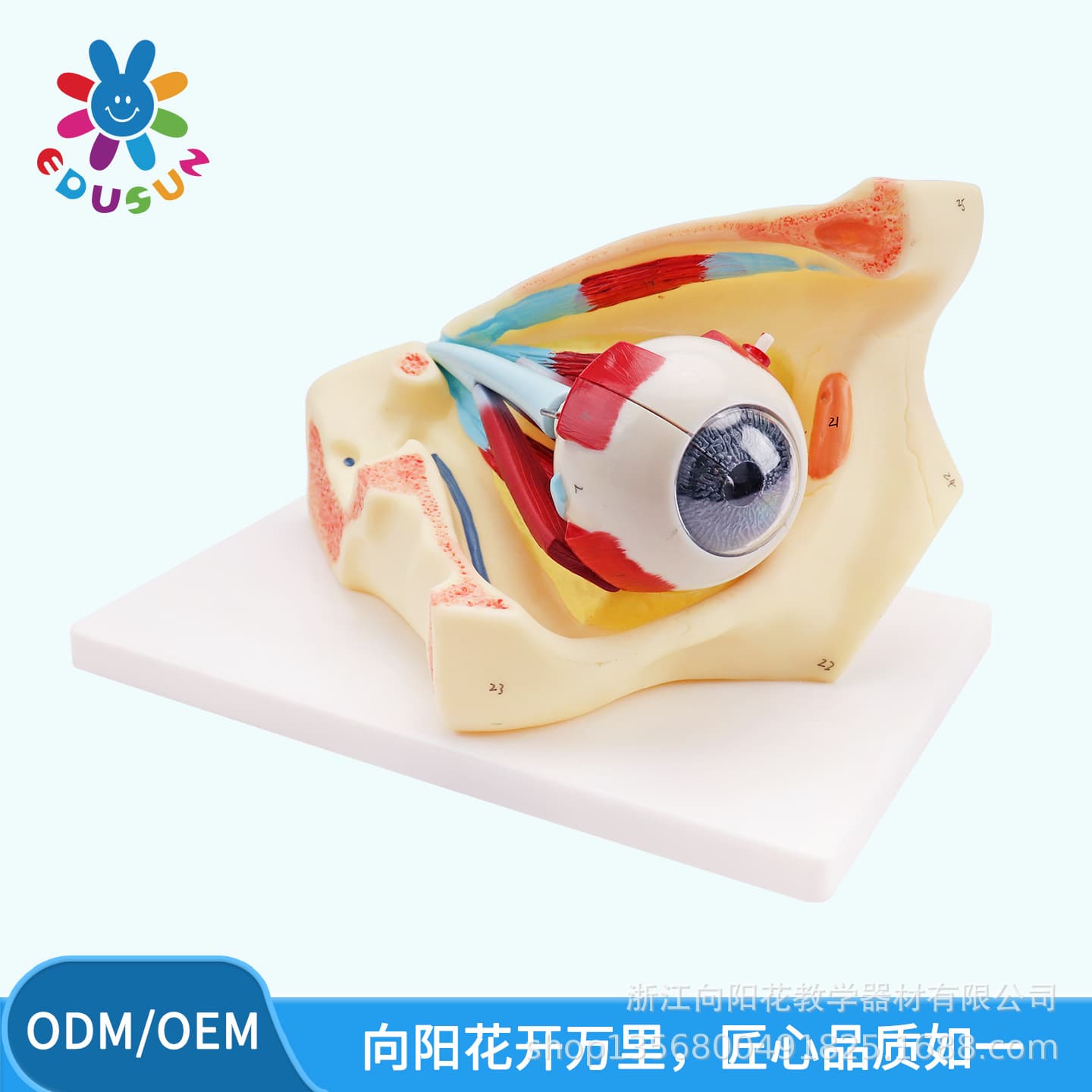 Factory Direct Biomedical Anatomy Model SM-M016 Eyeball with Orbit Model
