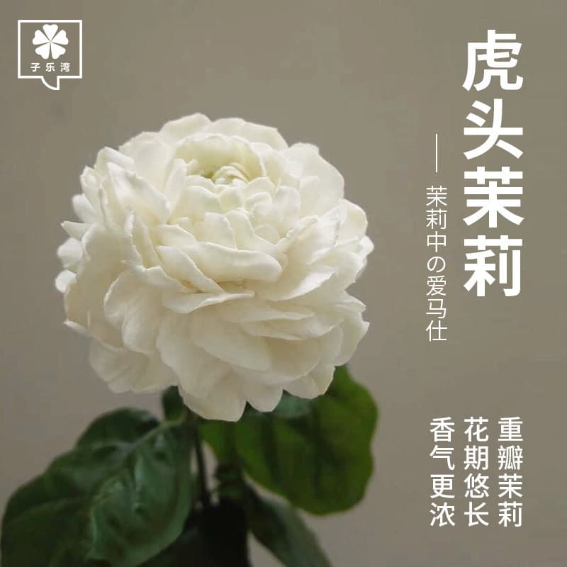 Tiger head jasmine seedling potted indoor living room double petal old pile strong fragrance Jiuli gardenia four seasons blooming flowers and green plants