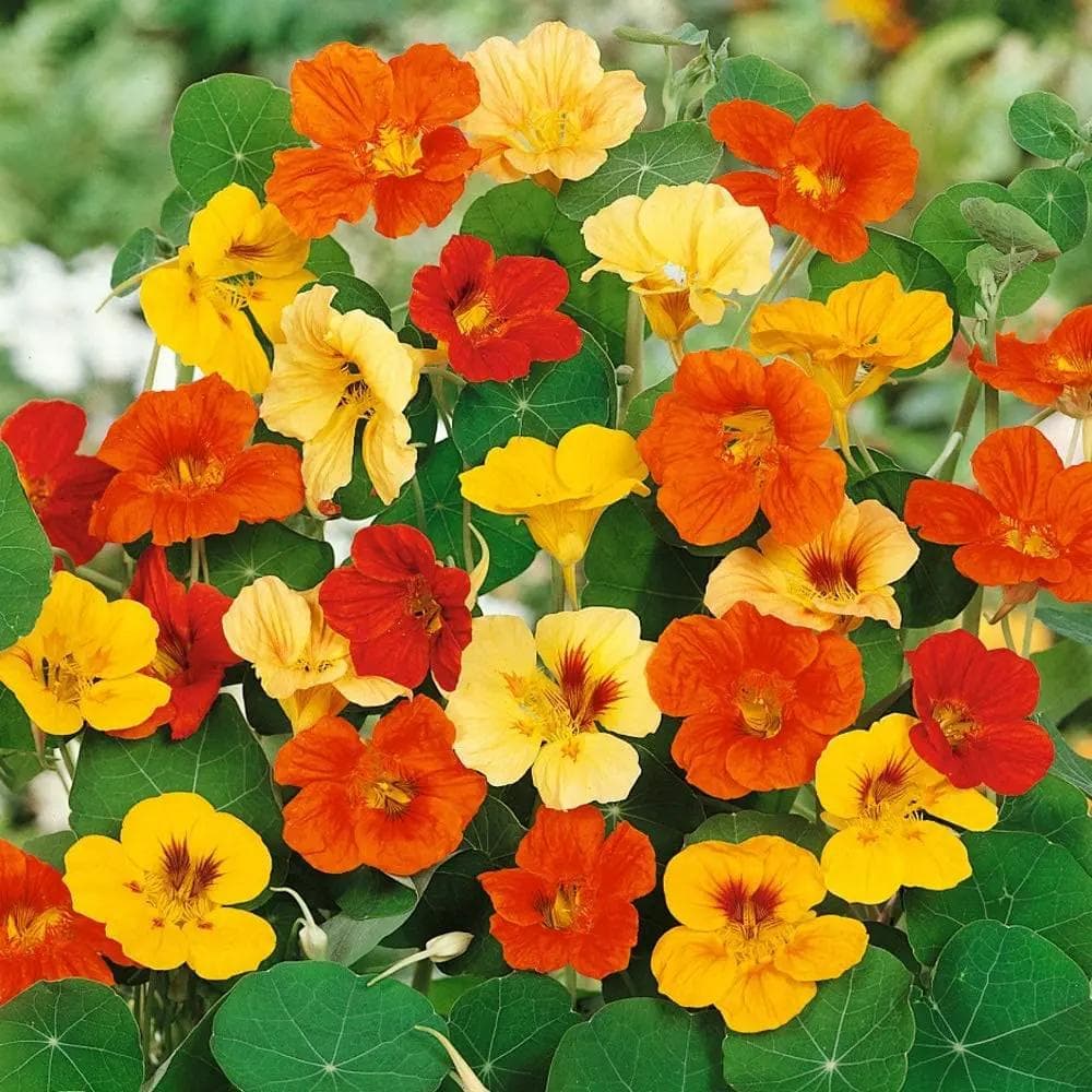 Factory Direct, Easy to Grow Nasturtium Mixed Seeds, Trailing Type, Flowering Garden Plants, Four-Season Easy Planting Flower Seeds