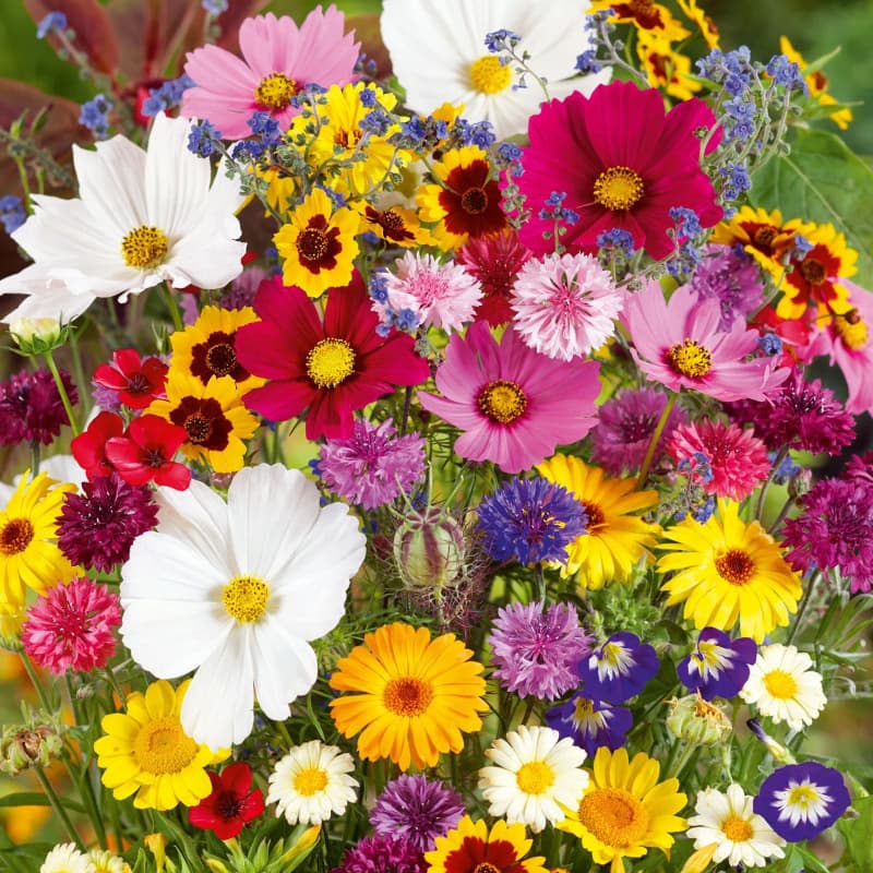 New Cross-Border Mixed Perennial Flower Seeds