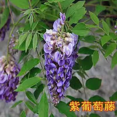 Wisteria Tree Seedlings, Climbing Plants for Courtyard Greenery and Fences, All-Season Flowering Potted Plants, Japanese Wisteria Vine