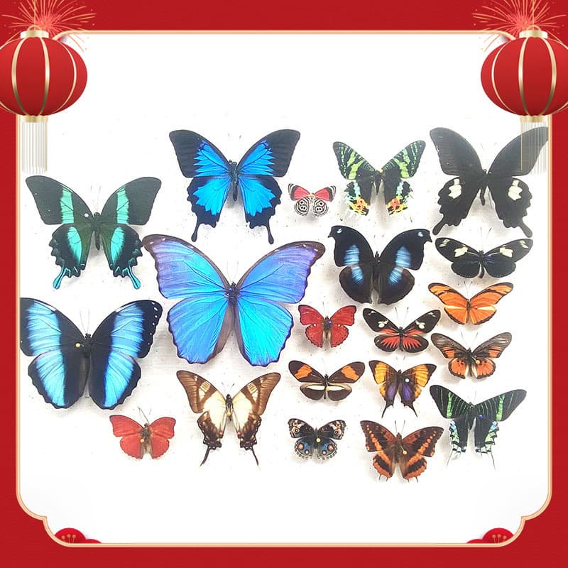 Real butterfly specimens spreading wings, various primitive butterflies, miscellaneous butterflies, green-banded emerald swallowtails, elegant gray butterflies, insects, beetles, kindergarten teaching