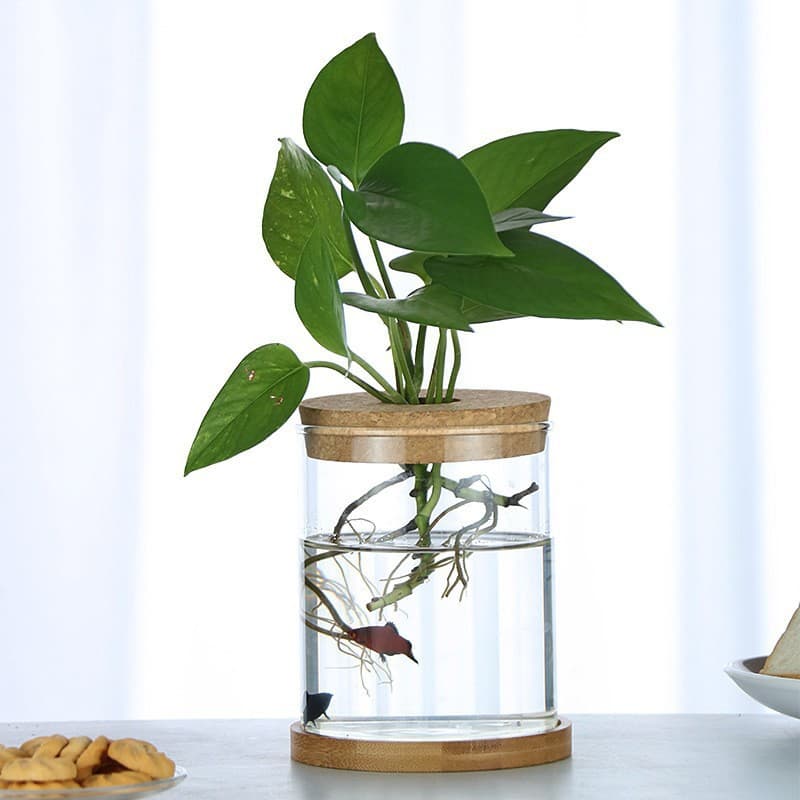 Transparent glass container hydroponic plant vase round vase desktop home decoration bottle micro landscape display bottle