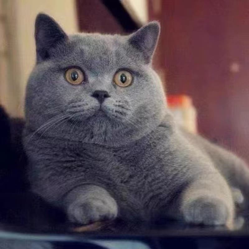Purebred British Shorthair Blue Kittens Blue and White Kittens Short Legs British Shorthair Blue Cat Fat Pet Cats Live