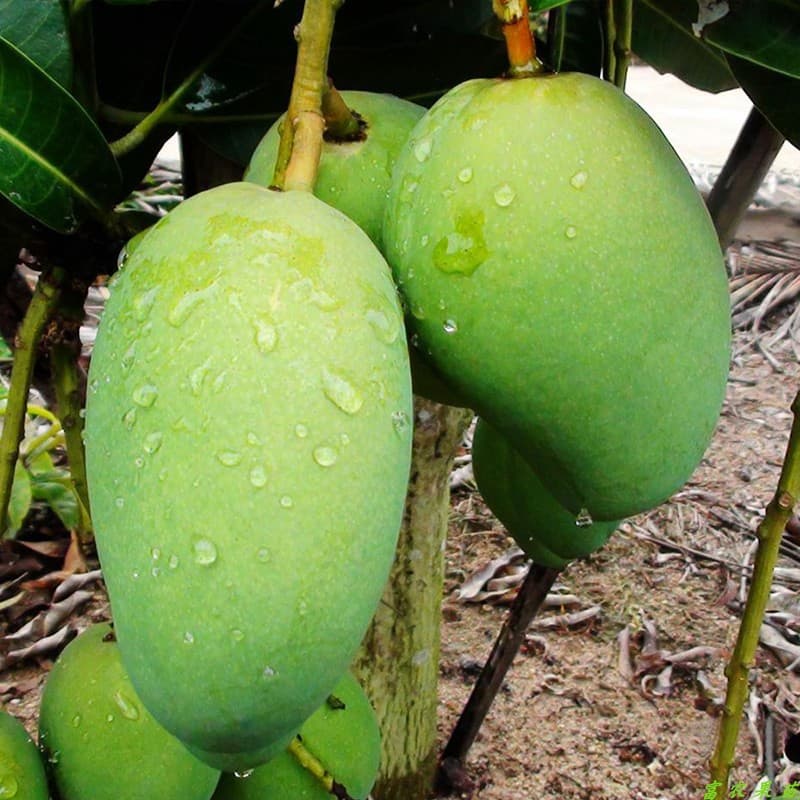 Grafted Mango Seedling Fruit Tree Tainong No. 1, Apple Mango, Australian Mango, Golden Glory Mango Tree Seedling Courtyard Tree Nursery Stock