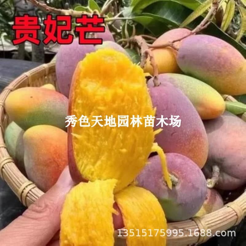Red Guifei Mango Tree Seedling, Red Jinlong Mango Tree Seedling, Grafted Fruit Tree Seedling, Four-Season Honey Mango, Red Apple Mango, Bears Fruit in the Same Year
