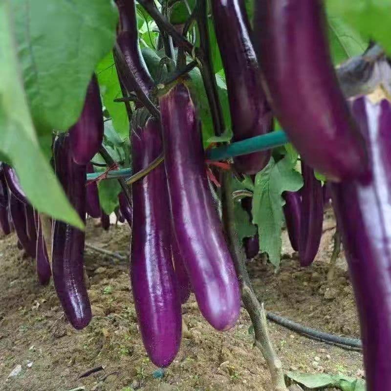 Purple Long Eggplant Seedlings for Spring and Autumn Balcony Pots, Super Long Four-Season Farm Purple Long Eggplant Seedlings