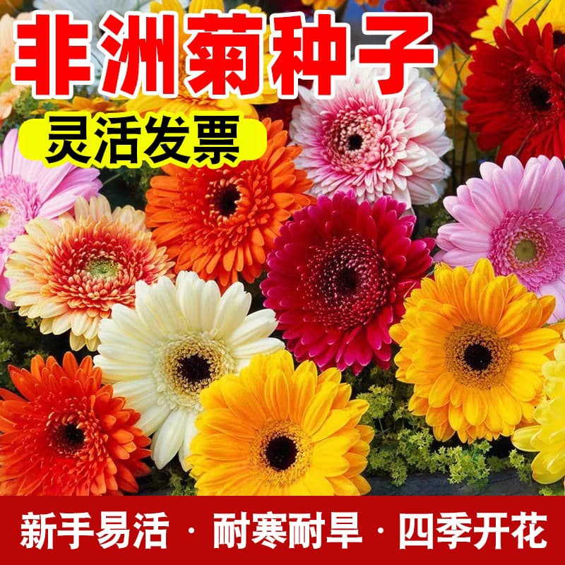 Gerbera seeds double-petal gerbera flower seeds are easy to grow in all seasons, outdoor balcony potted ornamental flower seeds