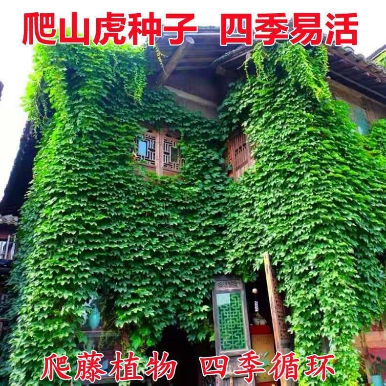 Boston Ivy Seeds, Colorful Creeping Vine, Four-Season Green, Rooftop Shade Plant, Outdoor Courtyard Wall-Climbing Flower, Ivy