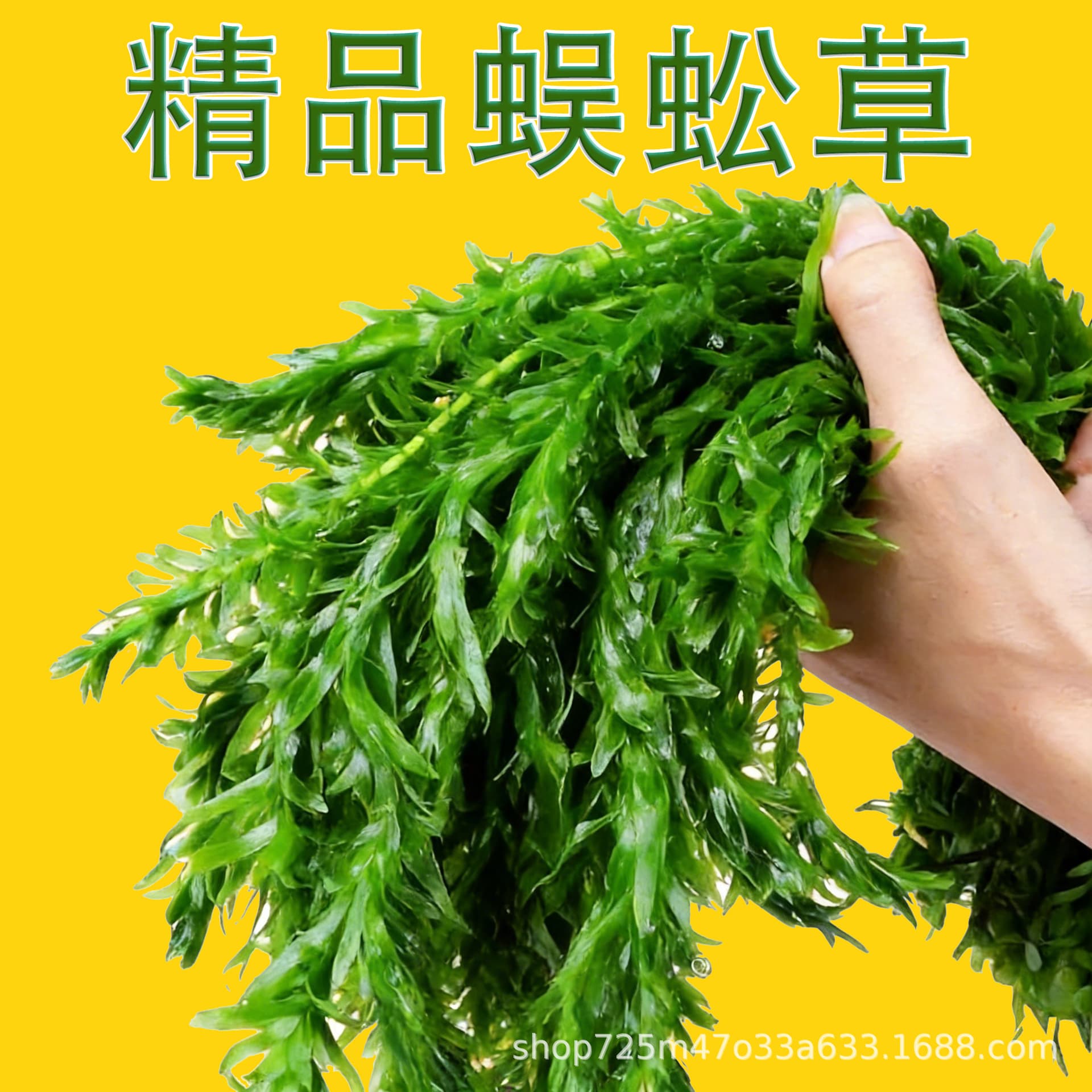 Centipede Grass Aquatic Plant for Turtle Fish Tank Aquascaping Water Purification Green Plant Beginner Fish Keeping Green Chrysanthemum Background Grass